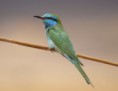 /album/some-overseas-trips/little-green-bee-eater-in-eilat-march-2009-jpg/